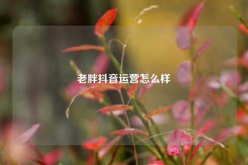老胖抖音运营怎么样